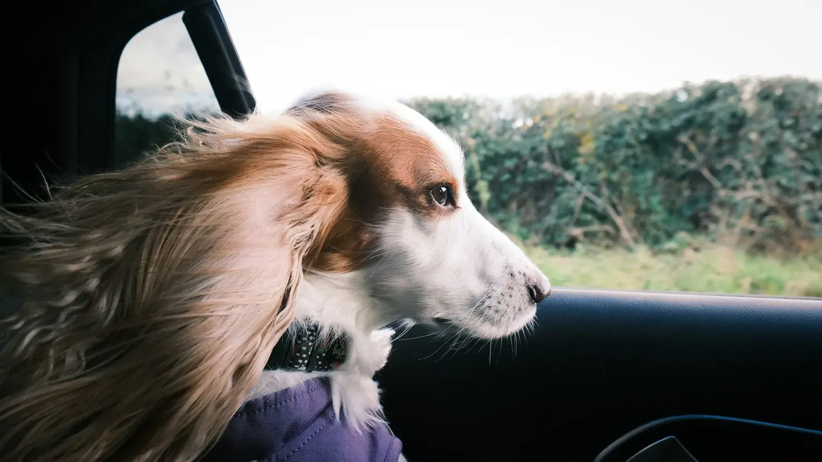 Hund kigger ud gennem et åbent bilvindue