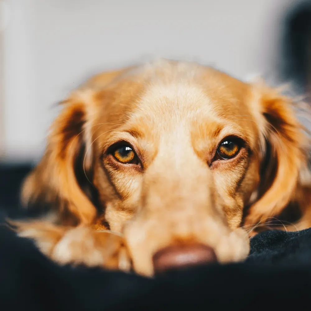 Hund hviler hovedet på kanten af en sofa